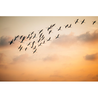 Flamants roses par Simonskafar