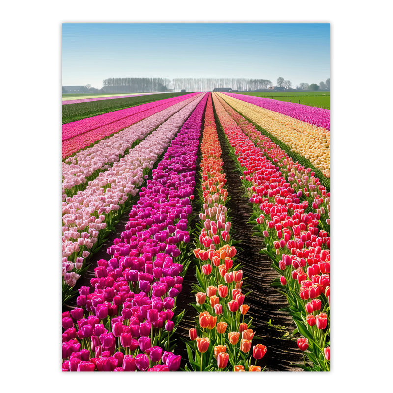 Tulip Fields Holland Artwork Summer Floral Wall Art Print
