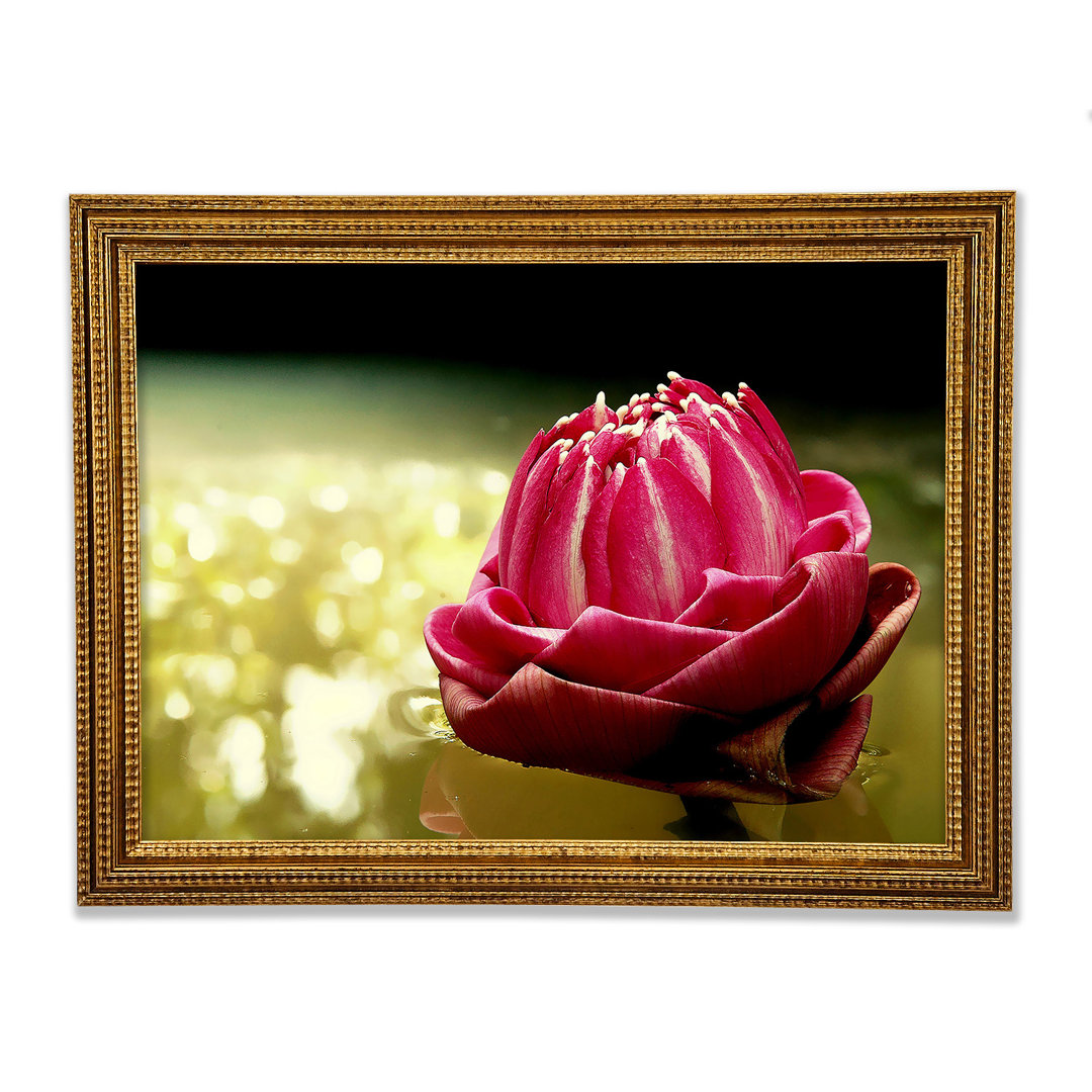 Gerahmtes Wandbild Pink Water Lily Sparkle