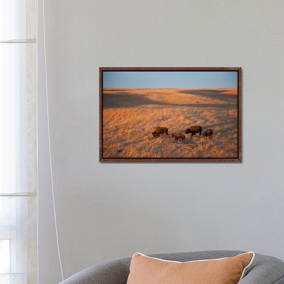 A Herd Of Bison Roam On A Ranch Near Valentine, Nebraska I von Joel Sartore - Gallery-Wrapped Canvas GiclÃ©e on Canvas