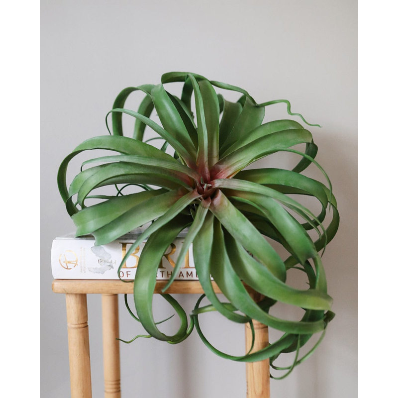 Grande plante à gazon 12 "