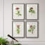 Pretty Pink Botanicals II - ensemble de 4 reproductions de cadres photo-1342891447-1342891403