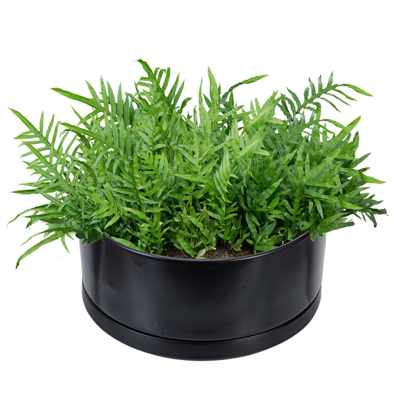 Lemington 7.5" Round Black Ceramic Succulent Planter