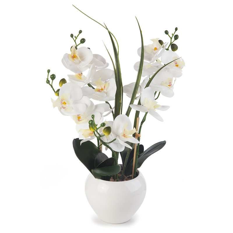 Orchid Arrangement in Pot