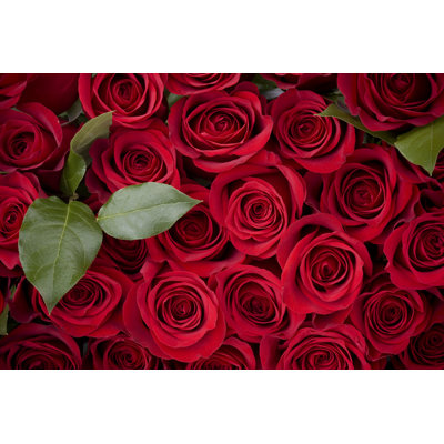 Rose Background - Wrapped Canvas Print