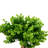 Eucalyptus Arrangement