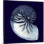 « Indigo shells VII » par vision studio-impression-1808968365-1808968375