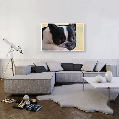 «Boston Terrier Dog Breed», reproduction d'impression sur toile tendue