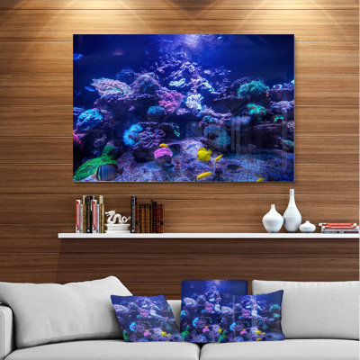 Aquarium Reef, Tank - Photograph Print