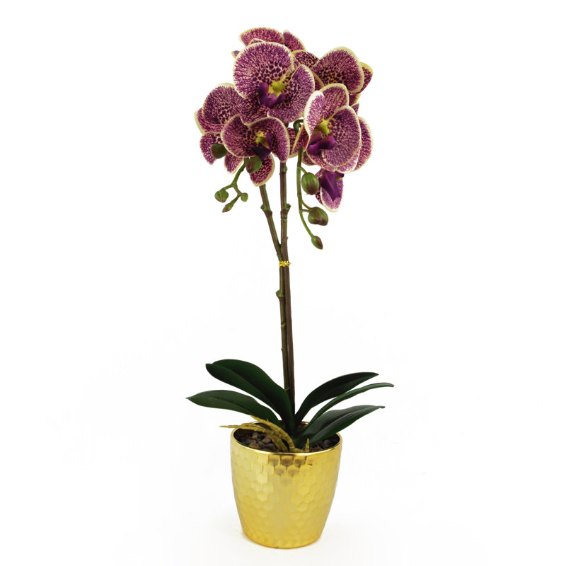 Anneus 50cm Plant