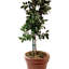 Amaya Support à plante-408462814
