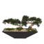 Faux Bonsai Tree in Metal Pot