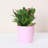 6" Live Easter Cactus Plant in Pot