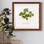 " Pressed Clover I "-1872557677-1872557676-1872520561