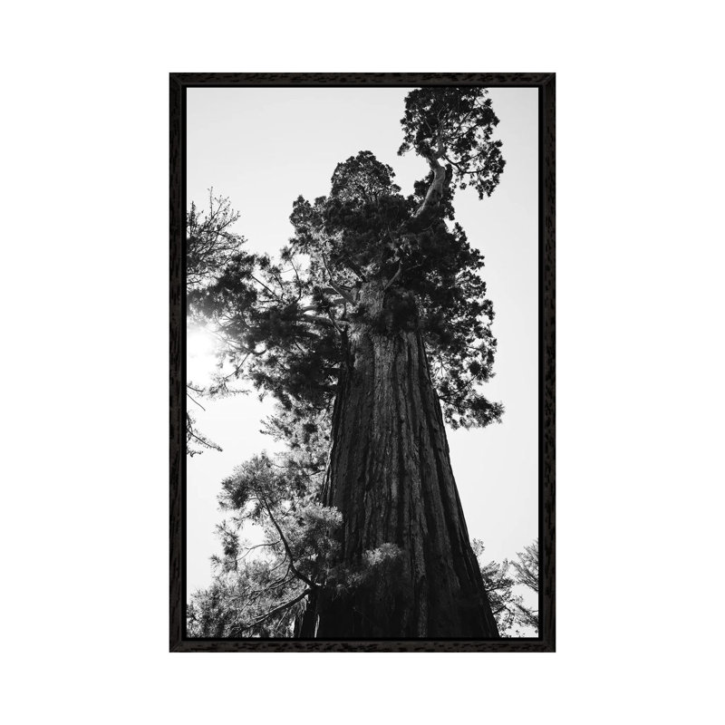 Sequoia National Park IX by Bethany Young - Print on Canvas, 101.6 cm H x 66.04 cm W, Black Framed