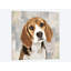 «Beagle», reproduction d'impression sur toile-33355667-72401931-72401926