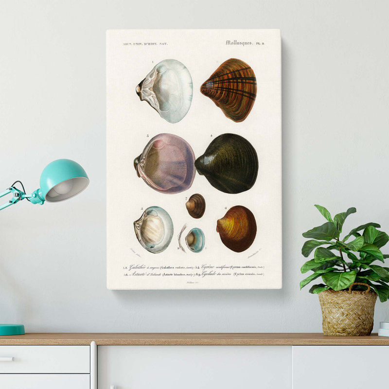 Mollusc Shell Illustrations PL. 4 by Charles D Orbigny - Wrapped Canvas, 50cm H x 35cm W x 3cm D
