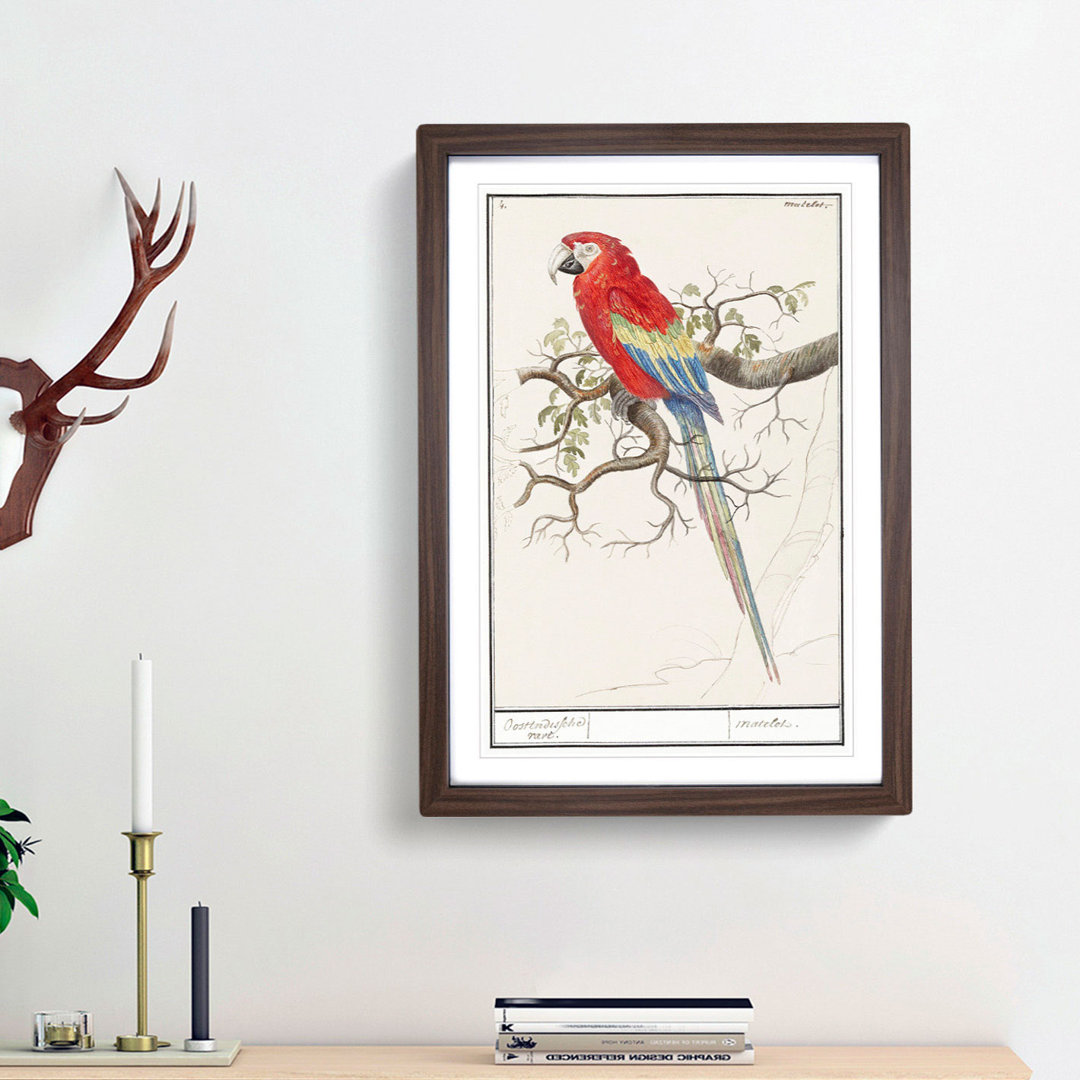 Scarlet Macaw Parrot by A.B. de Boodt - Picture Frame Painting Print