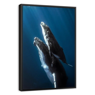 Humpback Whale And Its Calf