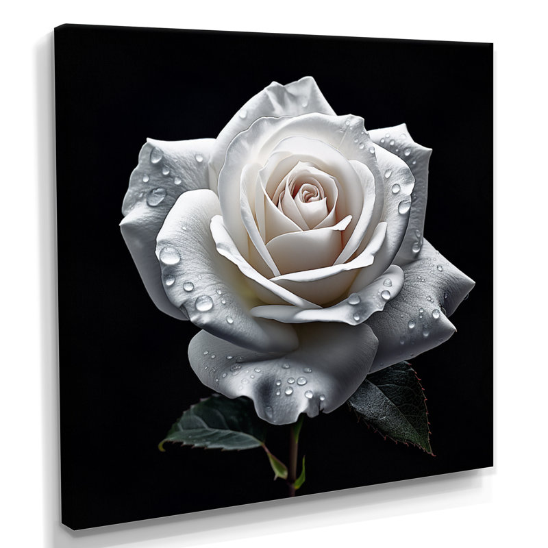 Blooming White Rose On Black - Rose, art mural, Toile tendue, H 16 po x l 16 po x P 1 po