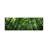 Low Angle View Of Beech Trees, Baden-Wurttemberg, Germany #2 - Wrapped Canvas Panoramic Print-1210128124