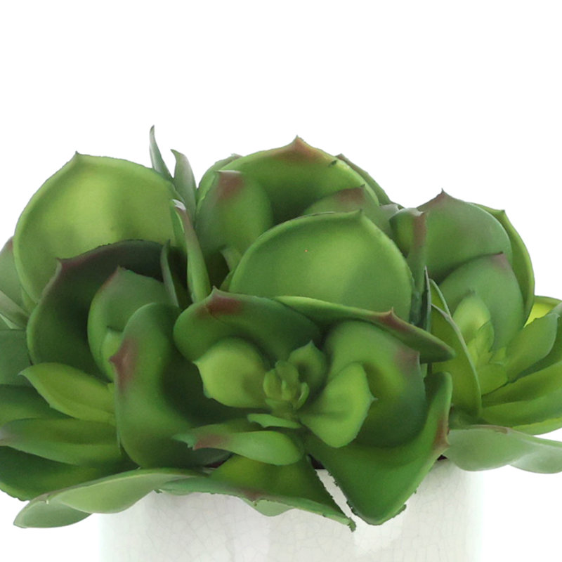 Echeveria dans un pot en céramique