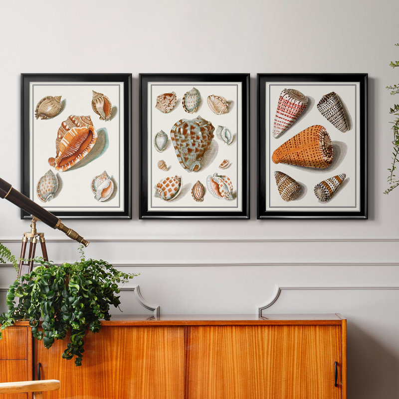 Collection de coquillages collectés - ensemble de 3 peintures sur toile encadrées, H 18,5 po x l 73,5 po x P 1,5 po