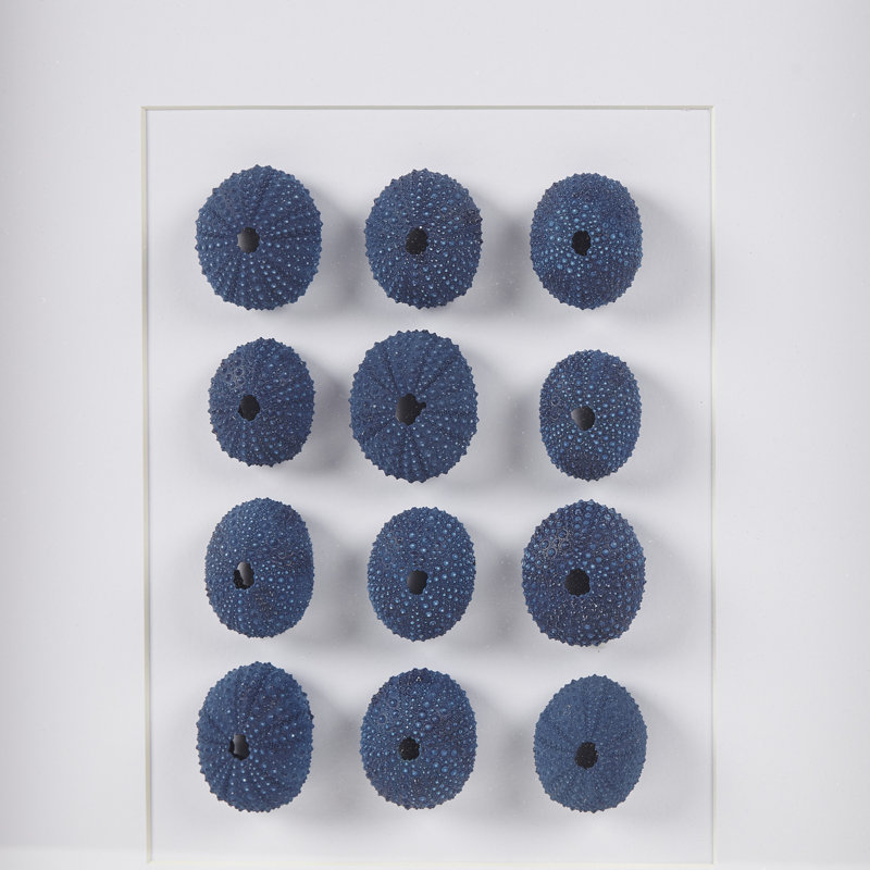 Indigo Shells Framed Sea Urchin Shadow Box Wall Décor