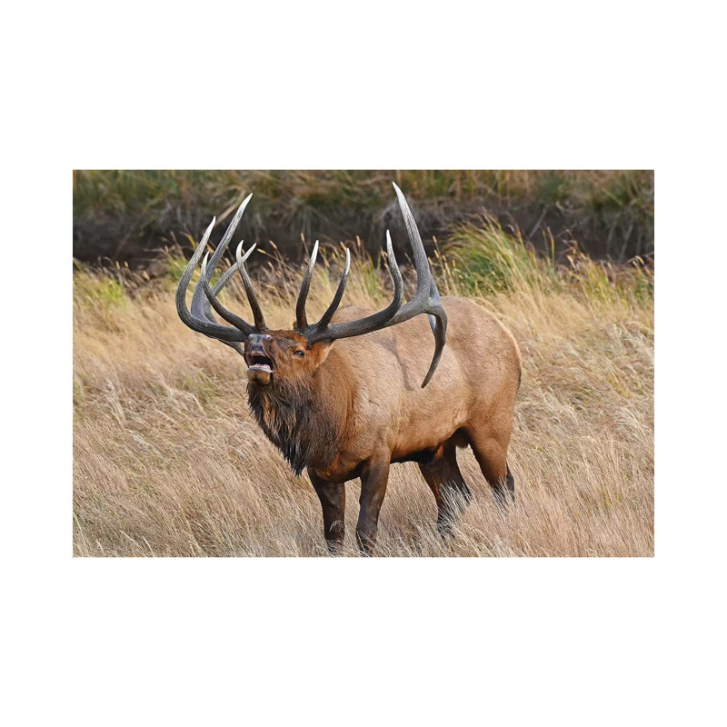 His Majesty by Brian Wolf - Wrapped Canvas Print, 20.32 cm H x 30.48 cm W