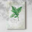 Basilic frais - galerie Cavas-1060095193