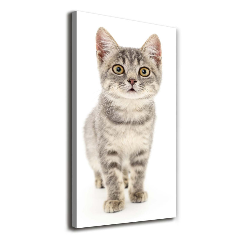 Grey Cat - Wrapped Canvas Print