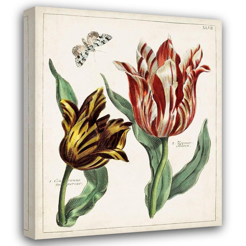 Art sur toile tendue August Grove Inconnu, Tulip Classics IV, H 34 po x l 28 po