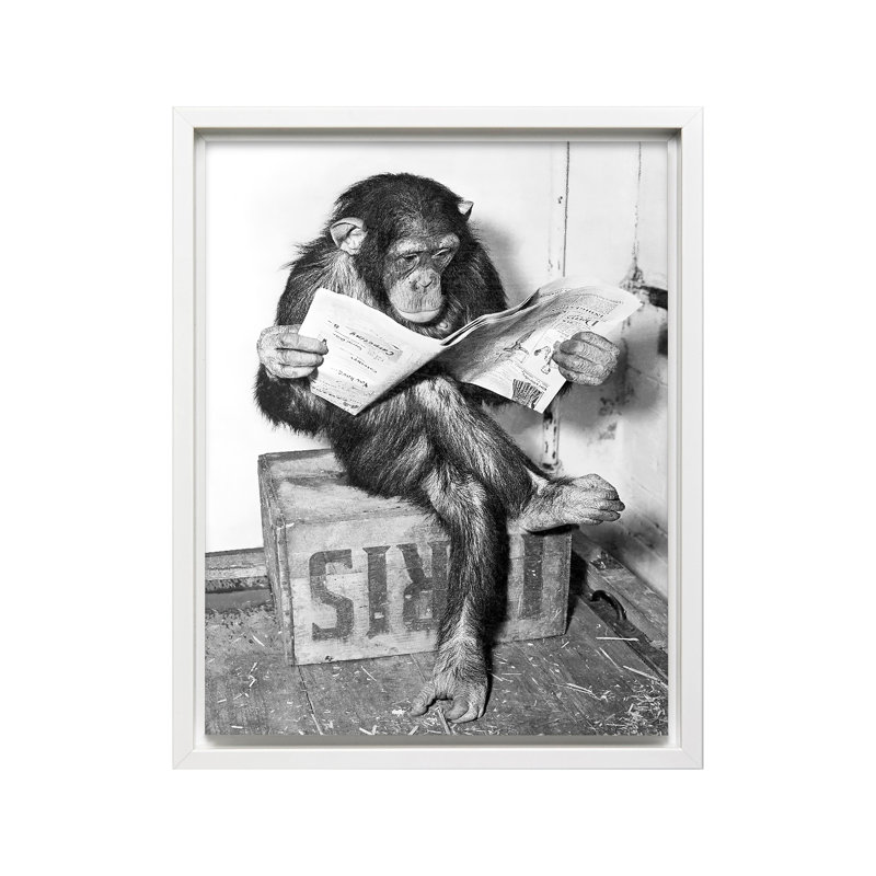 Chimpanzee lisant le journal, Canevas, Encadrement blanc, H 08 po x l 10 po