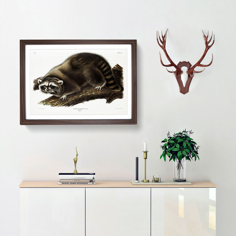 Raccoon by J.W. Audubon - Picture Frame Painting Print, 40cm H x 60cm W x 2cm D, Walnut