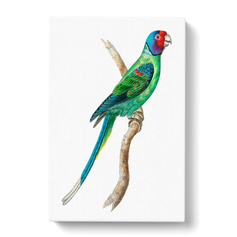 Long-Tailed Parakeet by George Shaw - Wrapped Canvas, 50cm H x 35cm W x 3cm D