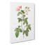 Rose In Bloom by Pierre-Joseph Redoute - Wrapped Canvas Print-55323549