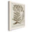 «Sepia Botanical Journal I», reproduction d'art sur toile-88391920-88391914
