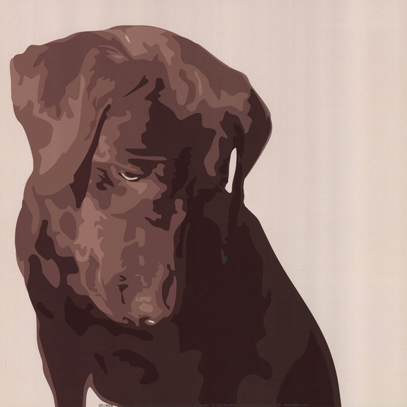Labrador chocolat, H 20 po x l 20 po