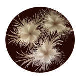 Silver Three Feathers Round Placemat With Burgundy Background