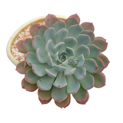 Plante grasse - photographie sur toile tendue