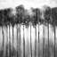 «Abstract Forest» noir et blanc - imprimé mat gris encadré