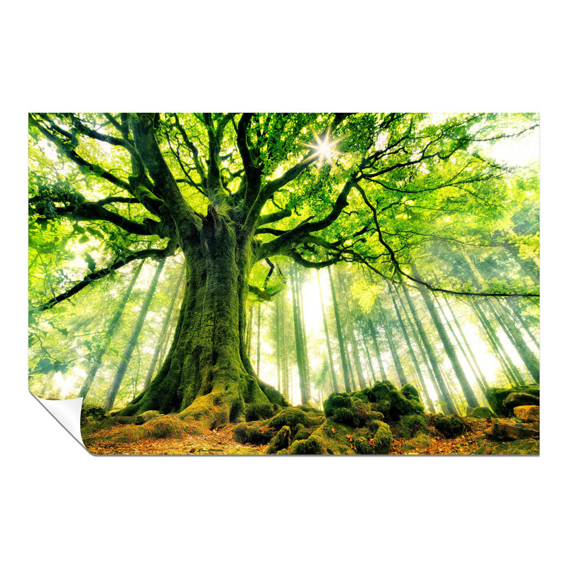 Green Forest Trees Woods - No Frame Print, 31cm H x 20cm W x 1cm D