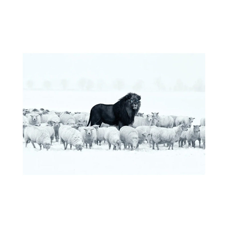 Lion parmi les moutons - Giclée sur toile tendue avec châssis, H 40 po x l 60 po
