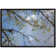 Idlewild Tree Branches And Sky - Single Picture Frame Print