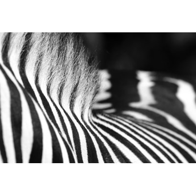 Zebra 1 Piece Wrapped Canvas Wall Art