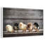 Rangée de poussins-1495635665-1495635664