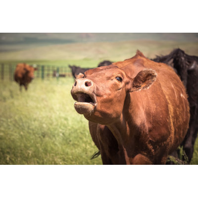 Cow Mooing. by Debibishop