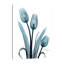 «Midnight Sky Tulip Trio», impression sur toile tendue-23604801