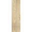 Sapin Douglas-113998552-109329344