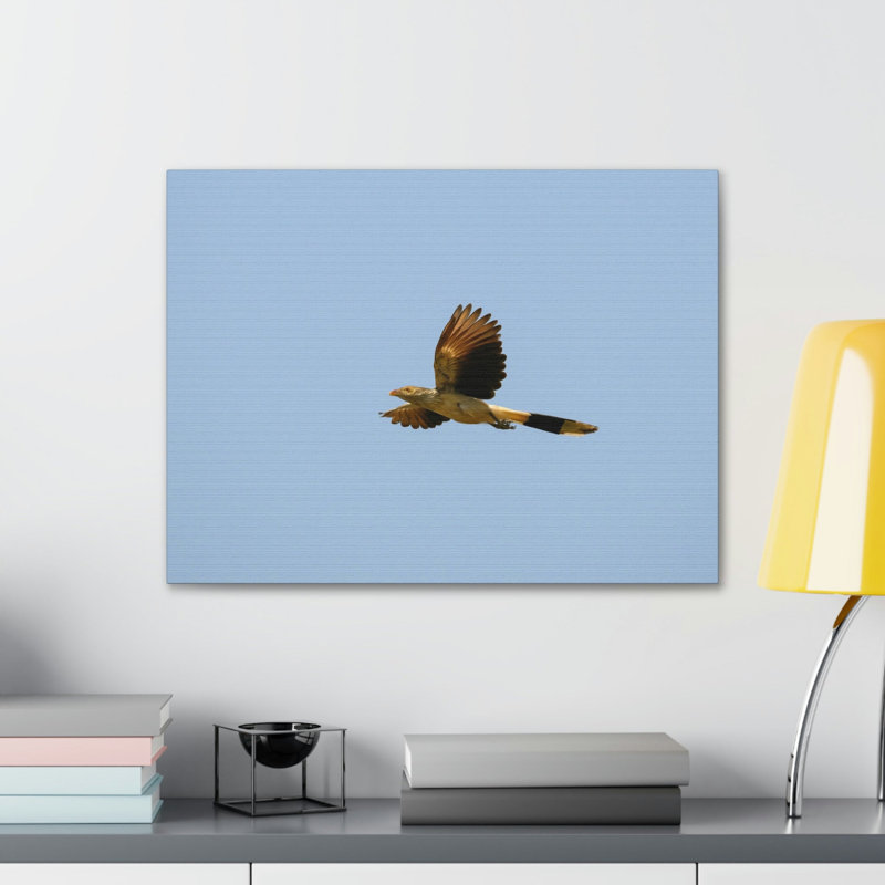 Coucou majestueux, impression gratuite d'art mural animal